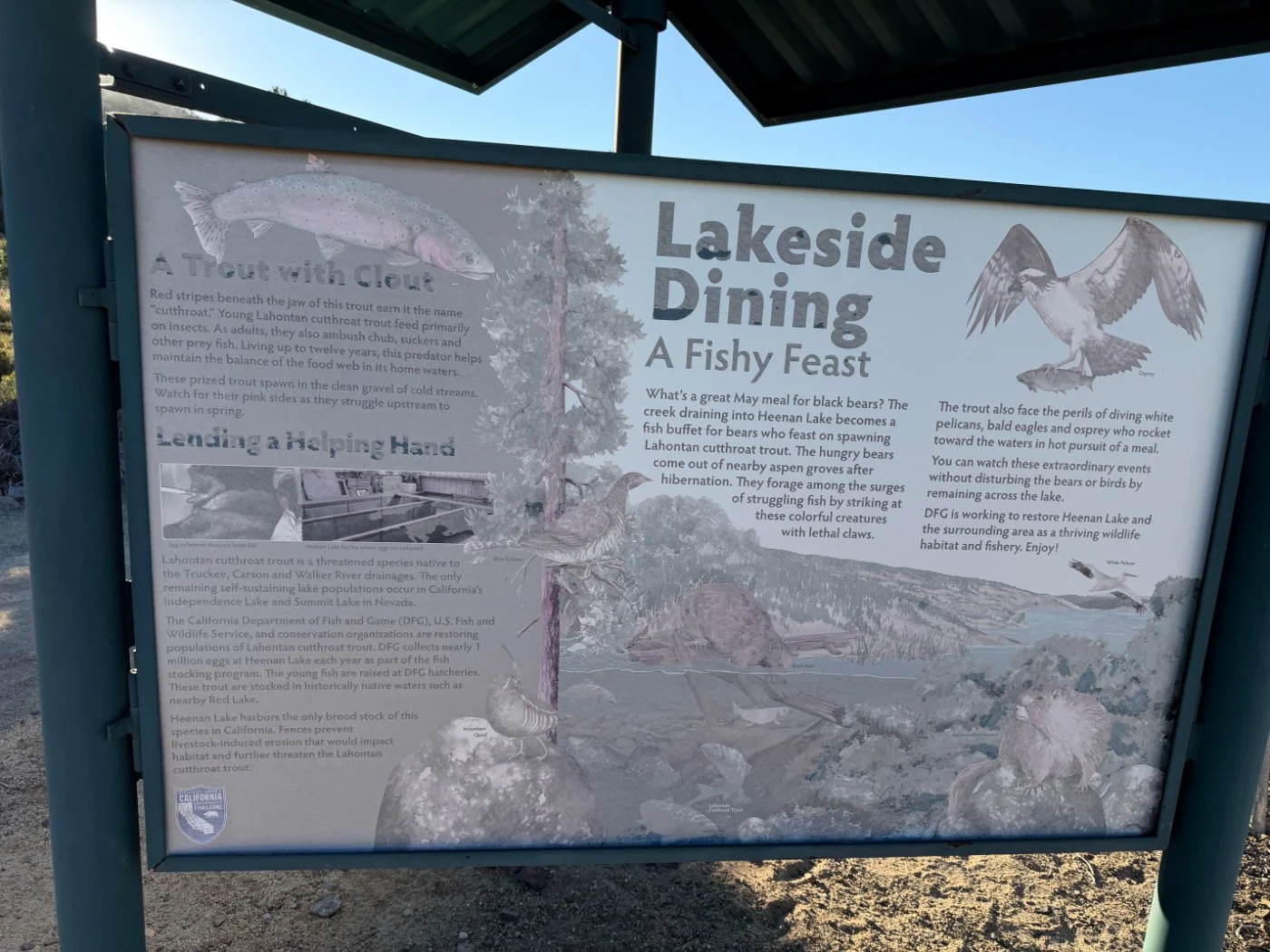 Lakeside Dining — cutthroat biology and what else works the lake.