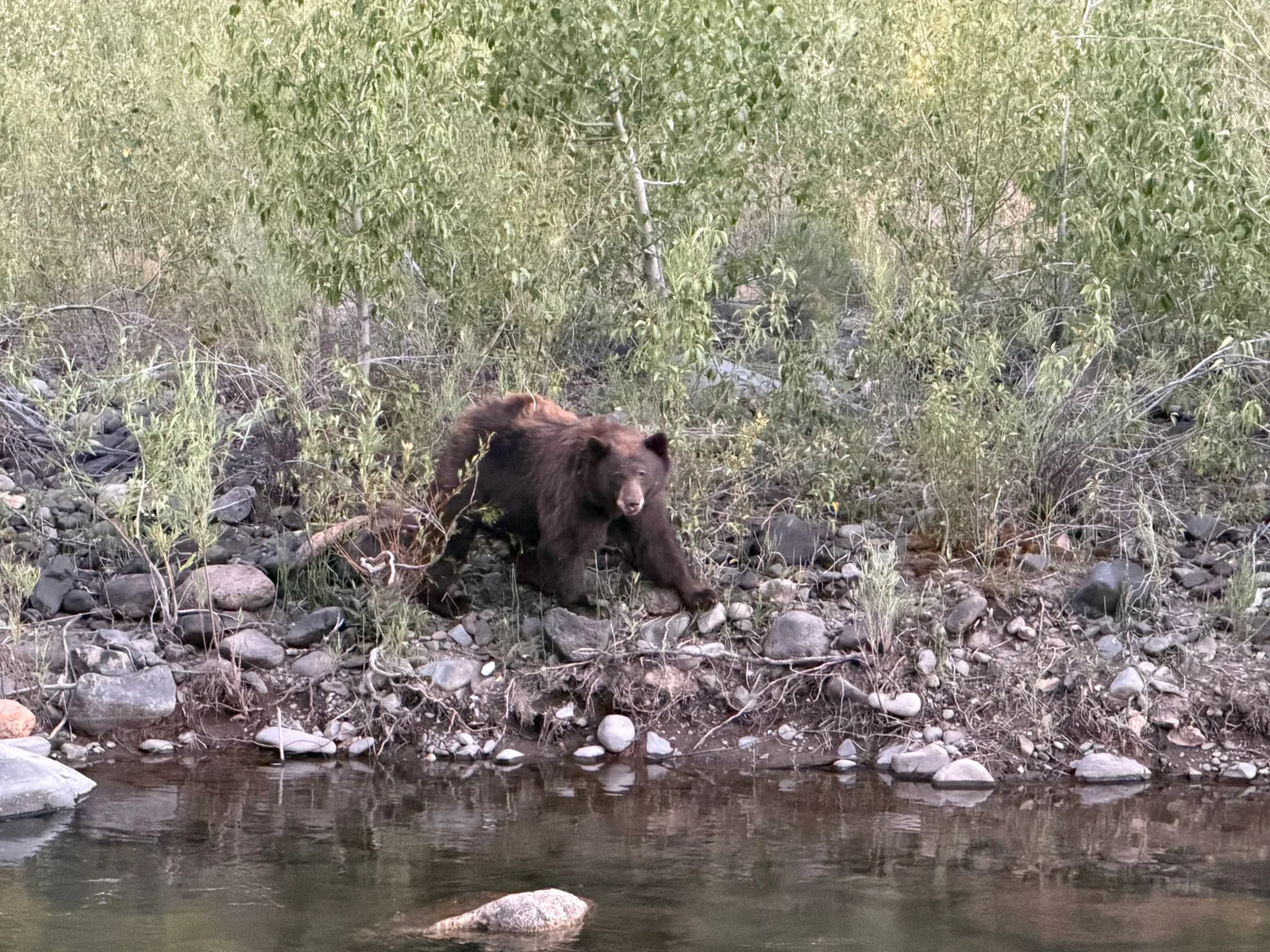 What the camera provably catches on the far bank — a cinnamon black bear.