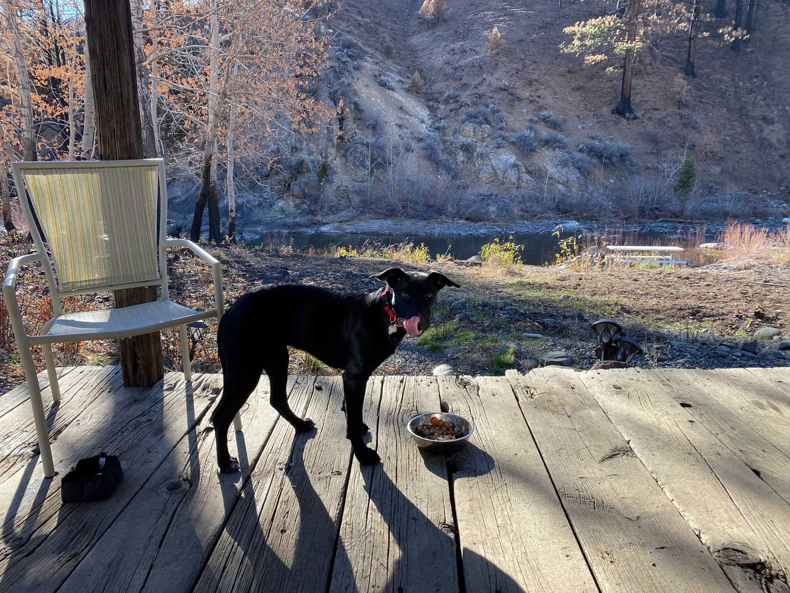 A resort dog on the cabin deck above the East Fork — the owner's own photograph, on the property. The September shoot reframes this one.
