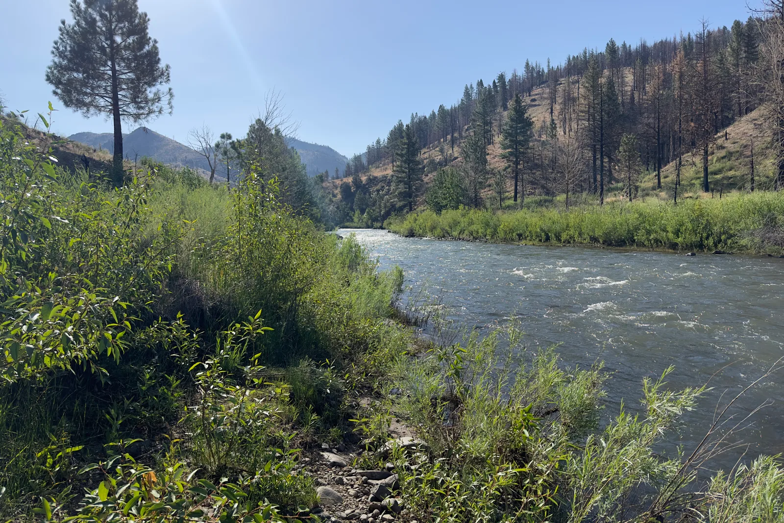 The East Fork Carson running through the canyon above Hangman's Bridge, willows crowding the near bank and a burned hillside above the far one