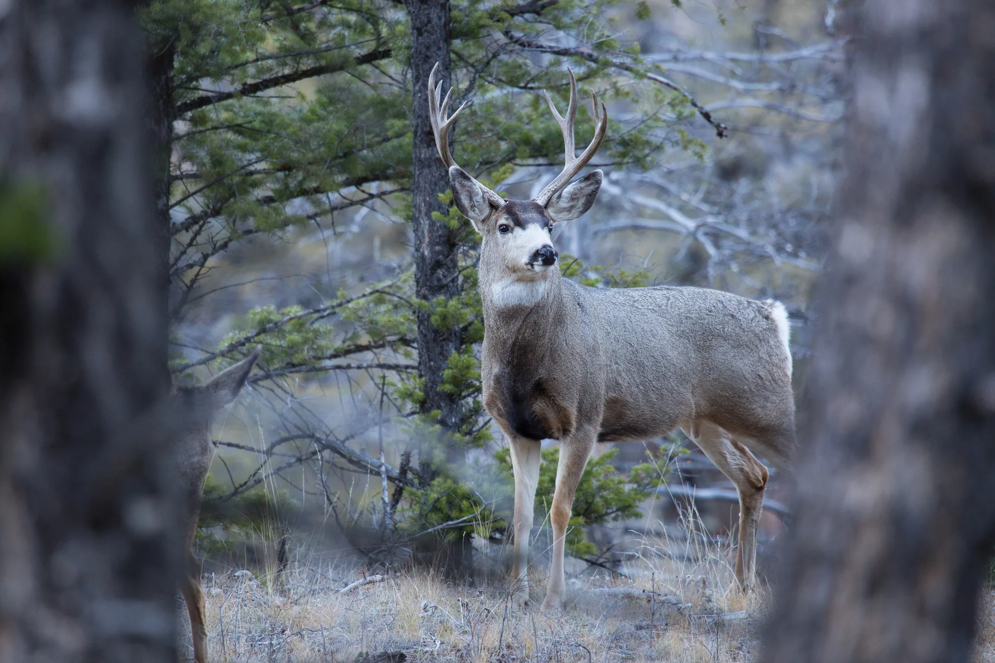 A mature Rocky Mountain mule deer buck in November, antlers hard, facing the camera in open timber. Photograph: NPS/Neal Herbert, Yellowstone National Park, 2016. Public domain.