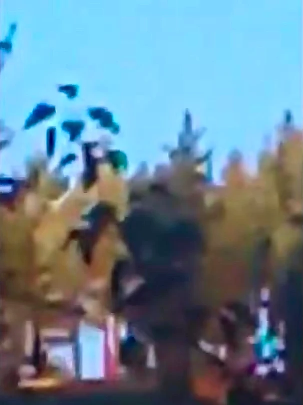 The shape in the pine, 2:35 into "Carson River Bigfoot Climbs Tree on Video" — Rocky Mountain Sasquatch, April 2025; the full video is on YouTube.