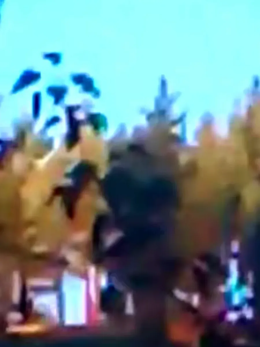 The shape in the pine, 2:35 into "Carson River Bigfoot Climbs Tree on Video" — Rocky Mountain Sasquatch, April 2025; the full video is on YouTube.