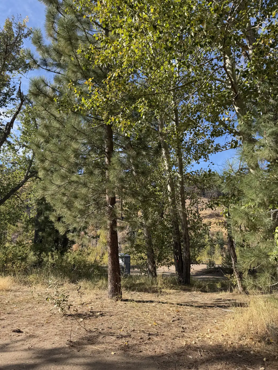 Riverside site 11 — pines and cottonwoods back from the bank, by the drive in — the owner's photograph, September 2026.