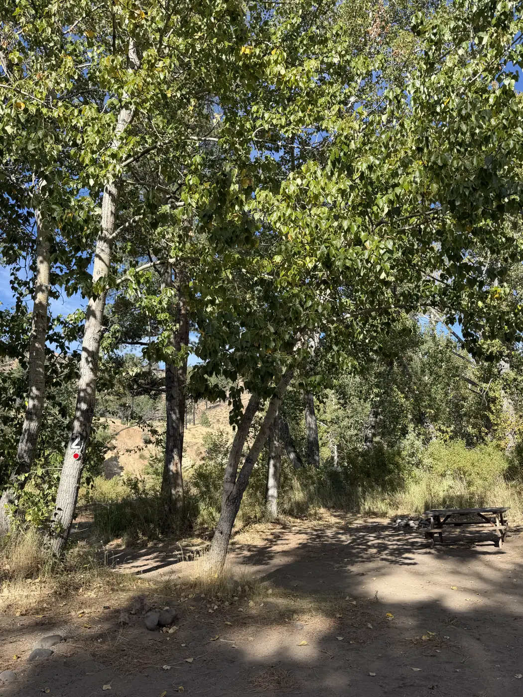 Riverside site 2 — the picnic table under the cottonwoods, the bank just beyond — the owner's photograph, September 2026.