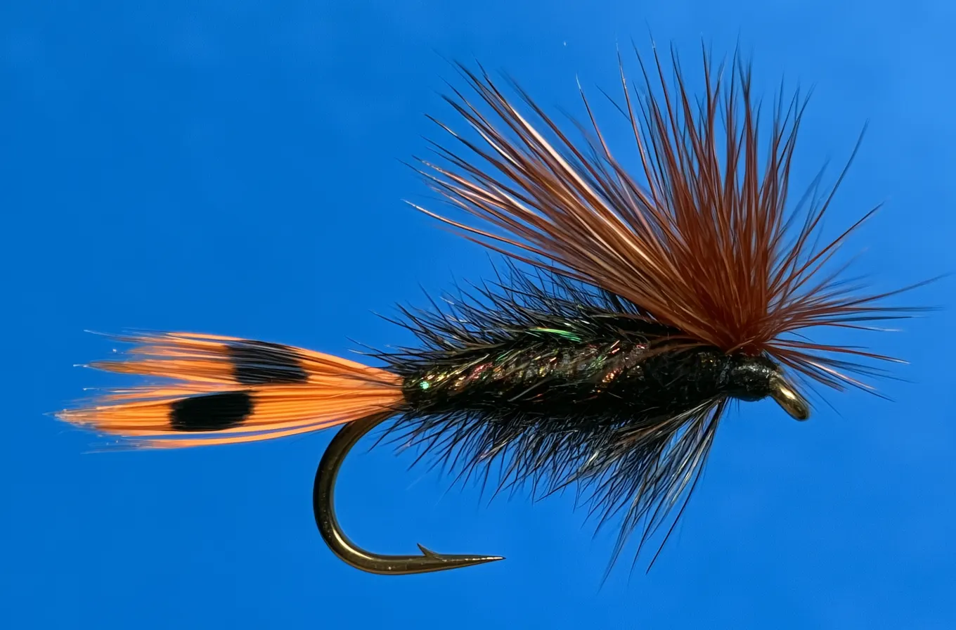 A wingless trout fly on a plain blue studio backdrop: a dark peacock herl body with green and copper glints, a collar of reddish brown hackle at the head, and a short orange tail barred with black, on a bronze down-eye hook.